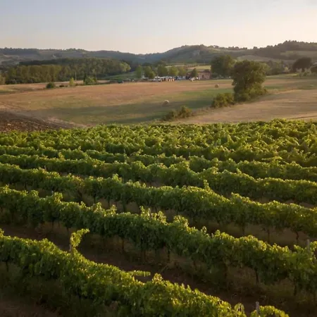 In With Vineyards Olive Groves * Marsciano
